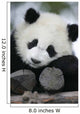 Giant Panda Bear Wall Mural