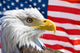 Bald eagle and flag symbols USA Wall Mural