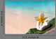 Pebble Frangipani Beach