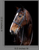 Bay Horse Head Shot