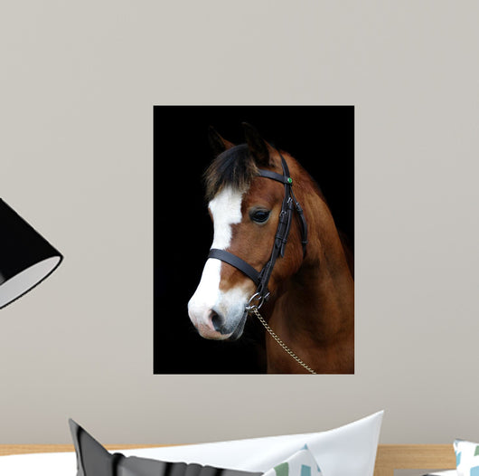 Bay Pony Head Shot