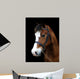 Bay Pony Head Shot