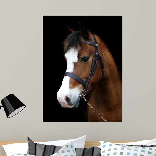 Bay Pony Head Shot