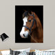 Bay Pony Head Shot
