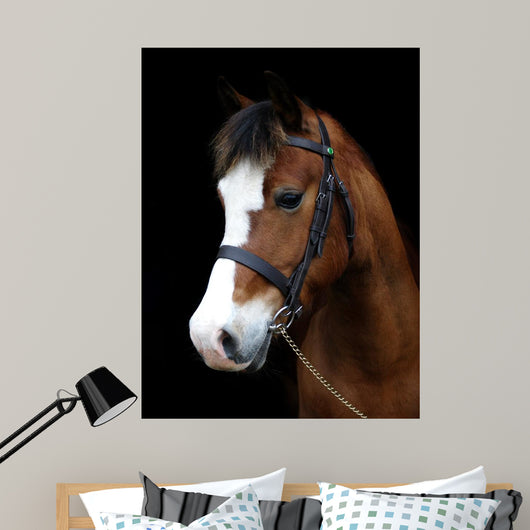 Bay Pony Head Shot