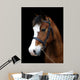 Bay Pony Head Shot