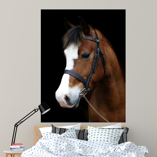 Bay Pony Head Shot