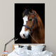 Bay Pony Head Shot