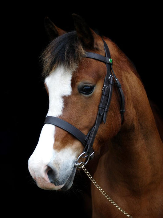 Bay Pony Head Shot