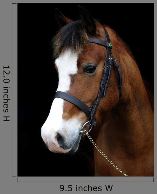 Bay Pony Head Shot