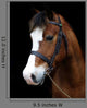 Bay Pony Head Shot