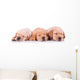 Three Labrador Retriever Puppy Dogs Sleeping Wall Decal