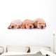 Three Labrador Retriever Puppy Dogs Sleeping Wall Decal