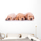 Three Labrador Retriever Puppy Dogs Sleeping Wall Decal