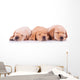 Three Labrador Retriever Puppy Dogs Sleeping Wall Decal