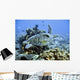 Green sea turtle Wall Mural