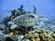 Green sea turtle Wall Mural