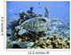 Green sea turtle Wall Mural