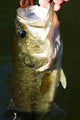 Largemouth Bass Fishing Wall Mural