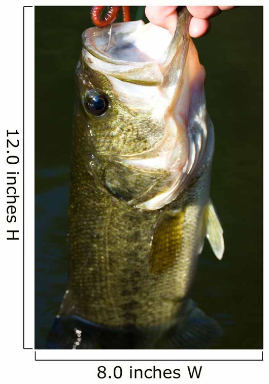 Largemouth Bass Fishing Wall Mural