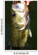 Largemouth Bass Fishing Wall Mural
