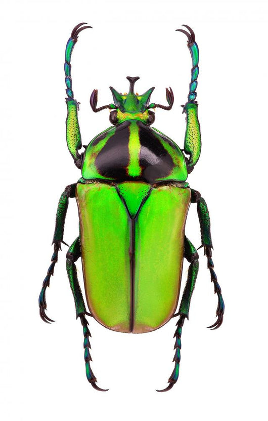 Male Neptunides Polychrous Flower