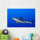 Grey Shark Jaws Ready