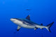 Grey Shark Jaws Ready