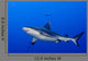 Grey Shark Jaws Ready