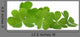 Decorative Clover Leaves over