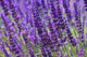 Lavender Lavender 79