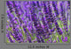 Lavender Lavender 79
