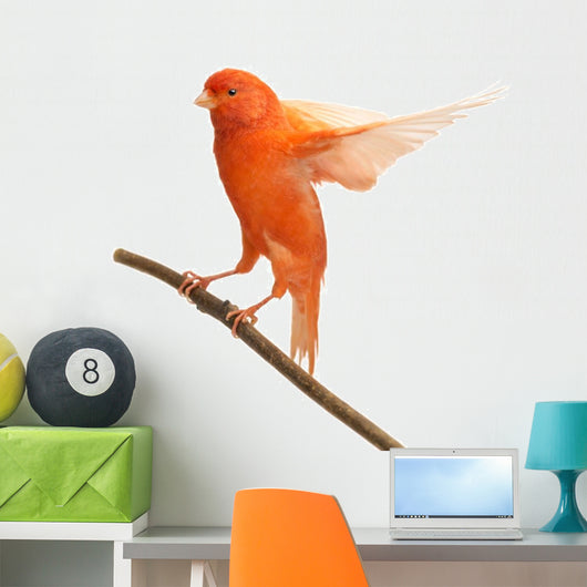 Perched Red Canary Wall Decal