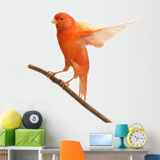 Perched Red Canary Wall Decal