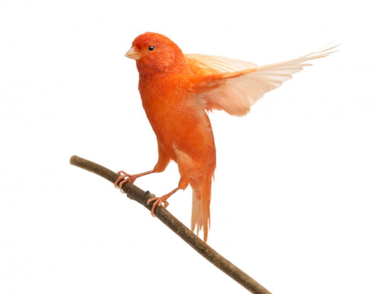 Perched Red Canary Wall Decal