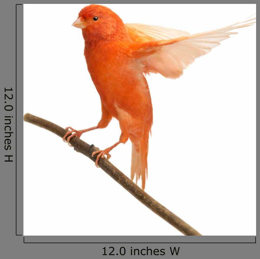 Perched Red Canary Wall Decal