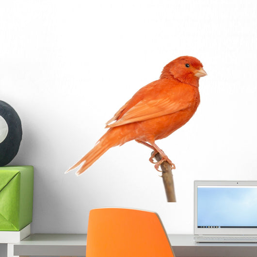 Red Canary Perched on a Branch Wall Decal