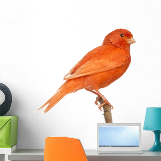 Red Canary Perched on a Branch Wall Decal