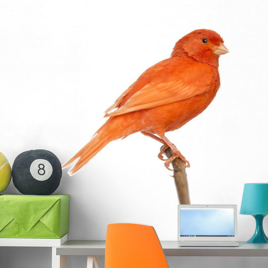 Red Canary Perched on a Branch Wall Decal