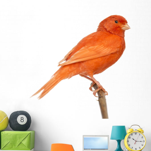 Red Canary Perched on a Branch Wall Decal