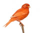 Red Canary Perched on a Branch Wall Decal