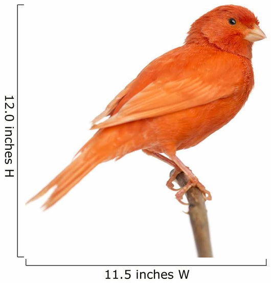 Red Canary Perched on a Branch Wall Decal