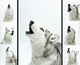 Siberian Husky Sings Wall Mural