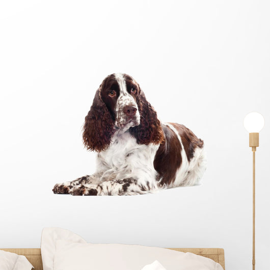 Springer Spaniel Dog Wall Decal