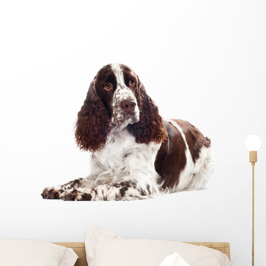 Springer Spaniel Dog Wall Decal