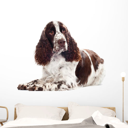 Springer Spaniel Dog Wall Decal