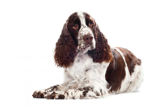 Springer Spaniel Dog Wall Decal