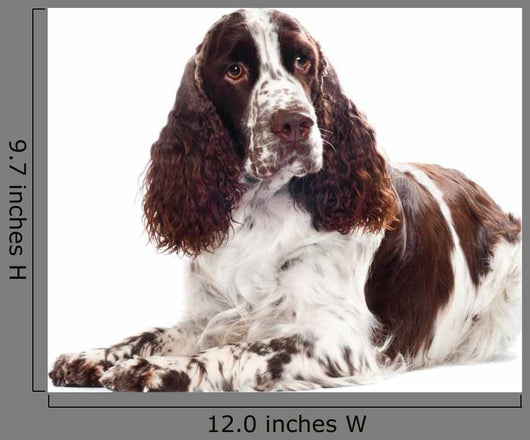 Springer Spaniel Dog Wall Decal