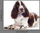 Springer Spaniel Dog Wall Decal