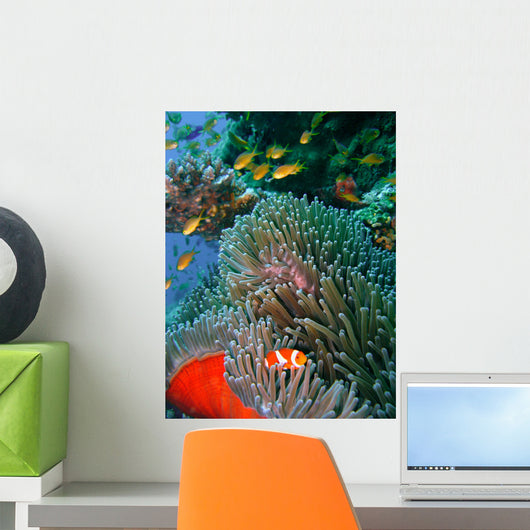 Colorful coral reef fish Wall Mural